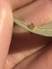 Andricus highlandensis