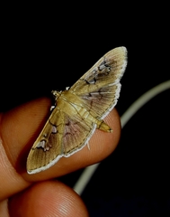 Microthyris anormalis