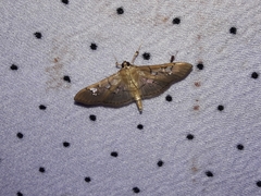 Microthyris anormalis