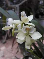 Prosthechea chacaoensis