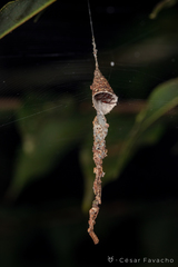 Spilasma duodecimguttata