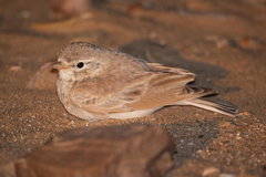 Ammomanes cinctura