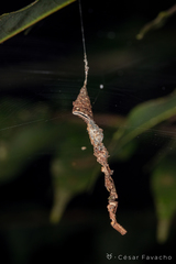 Spilasma duodecimguttata