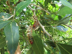 Allophylus natalensis