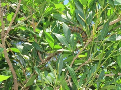 Allophylus natalensis