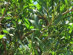 Allophylus natalensis