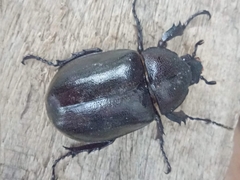 Xylotrupes gideon gideon