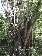 Ficus citrifolia