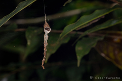 Spilasma duodecimguttata