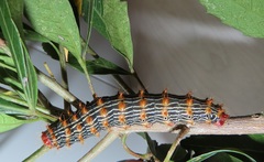 Tagoropsis flavinata