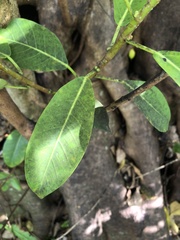 Ficus citrifolia