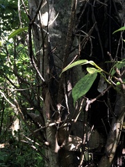 Ficus citrifolia