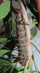 Tagoropsis flavinata