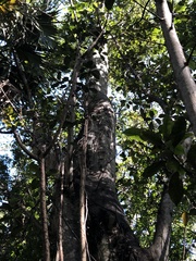 Ficus citrifolia