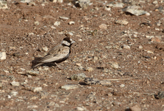 Eremopterix nigriceps