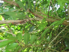 Allophylus natalensis