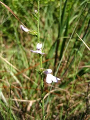 Lobelia brevifolia