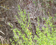 Baccharis glomeruliflora image