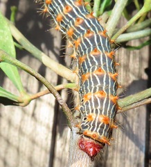 Tagoropsis flavinata