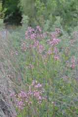 Apocynum lancifolium