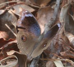 Junonia artaxia