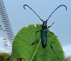 Colobizus seineri