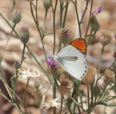 Colotis antevippe gavisa