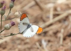 Colotis antevippe gavisa