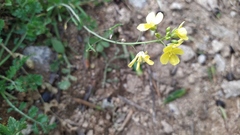 Diplotaxis catholica