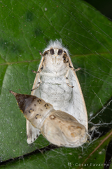 Lepidoptera