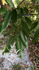 Magnoliopsida