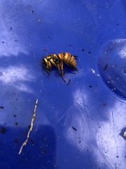 Vespula squamosa
