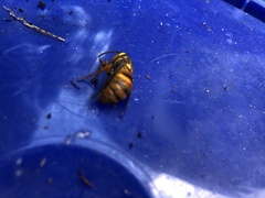 Vespula squamosa