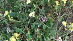 Corrigiola litoralis