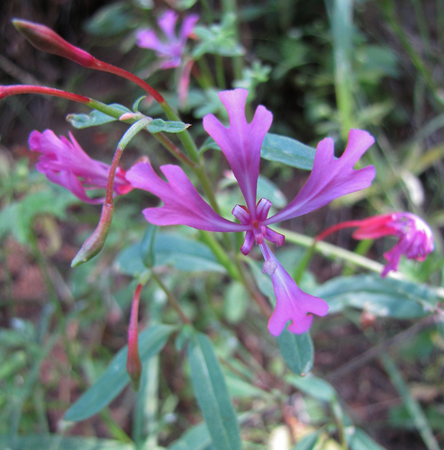 Red Ribbons, Clarkia concinna