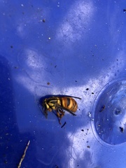 Vespula squamosa