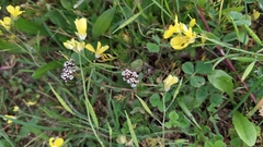 Corrigiola litoralis