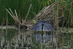 Egretta ardesiaca