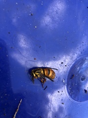 Vespula squamosa