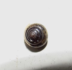 Trochomorphoidea