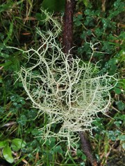 Usnea perplexans