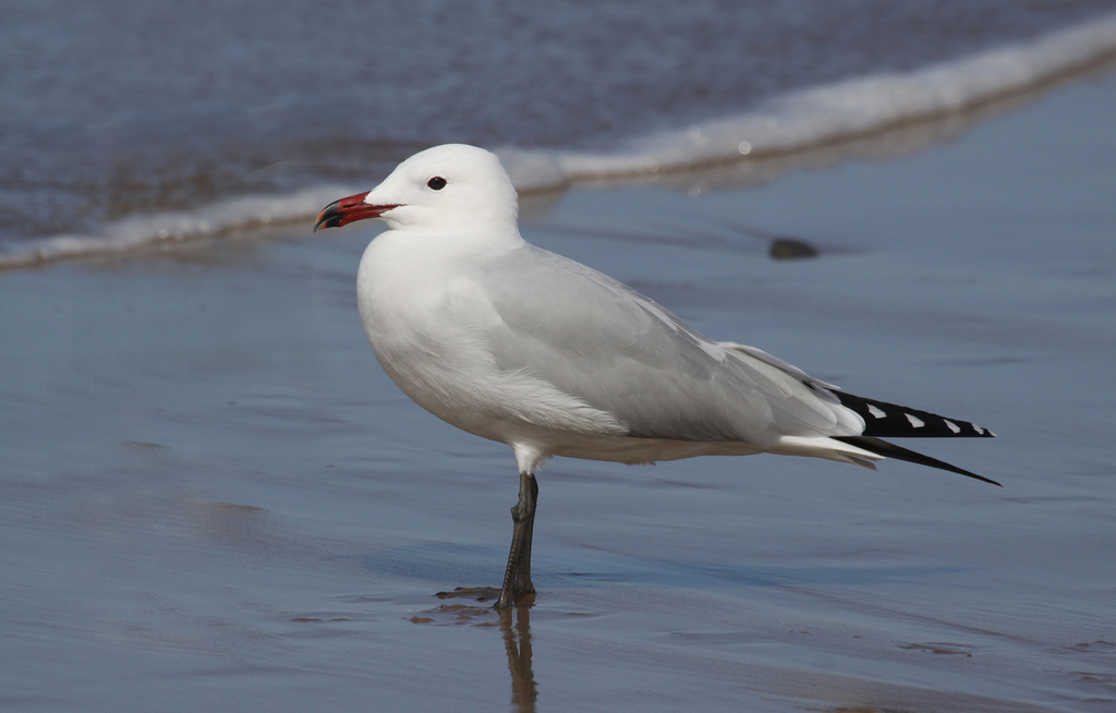 Audouin's Gull photo