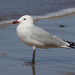 Audouin's Gull - Photo (c) Xavier Rufray, some rights reserved (CC BY-NC), uploaded by Xavier Rufray