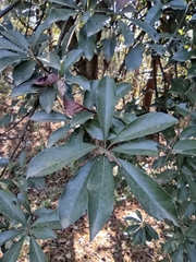 Photinia bodinieri