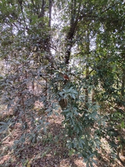 Photinia bodinieri