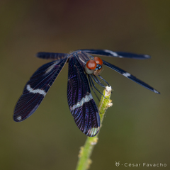 Zenithoptera fasciata