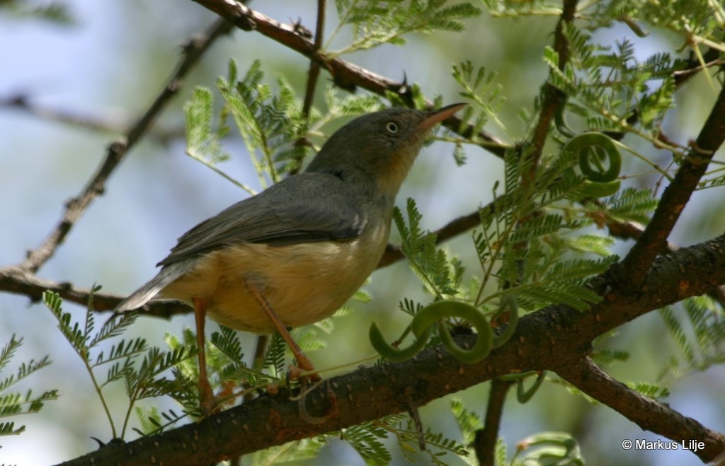 Burnt-neck Eremomela photo