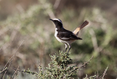 Oenanthe moesta