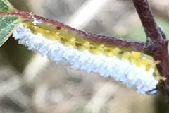 Macremphytus testaceus