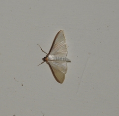 Cydalima laticostalis